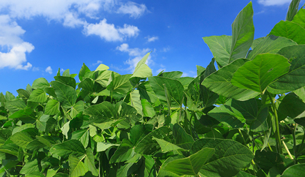 アルファGPCの原料の大豆畑