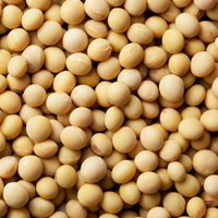 大豆畑で収穫した乾燥大豆