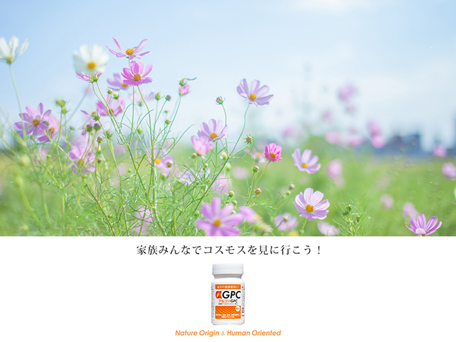 コスモスを見に行こう