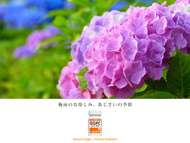 あじさいを見に行こう