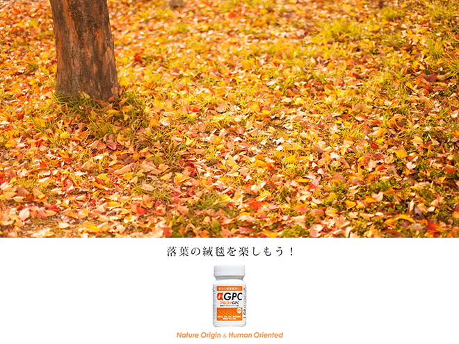 落葉を楽しもう